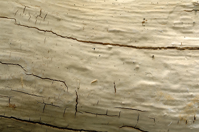 Sempre S.rugosum?-foto 0914(Scytinostroma hemidichophyticum)