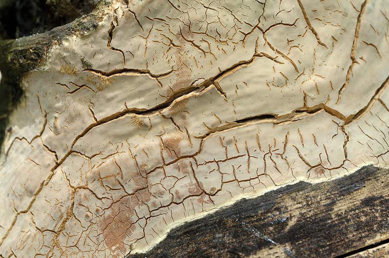 Sempre S.rugosum?-foto 0914(Scytinostroma hemidichophyticum)