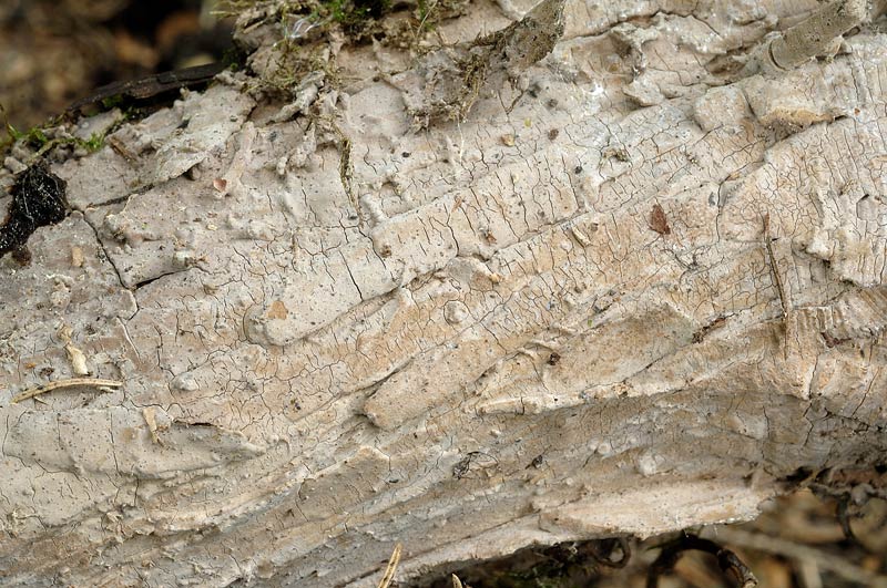 Una crosta tra larici - foto 0933 (Amylostereum laevigatum)