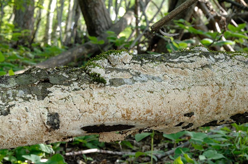 Credo ancora...Schizopora - foto 1101 (Schizopora paradoxa)