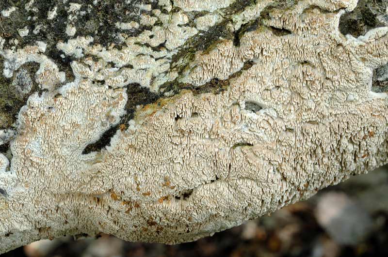 Credo ancora...Schizopora - foto 1101 (Schizopora paradoxa)