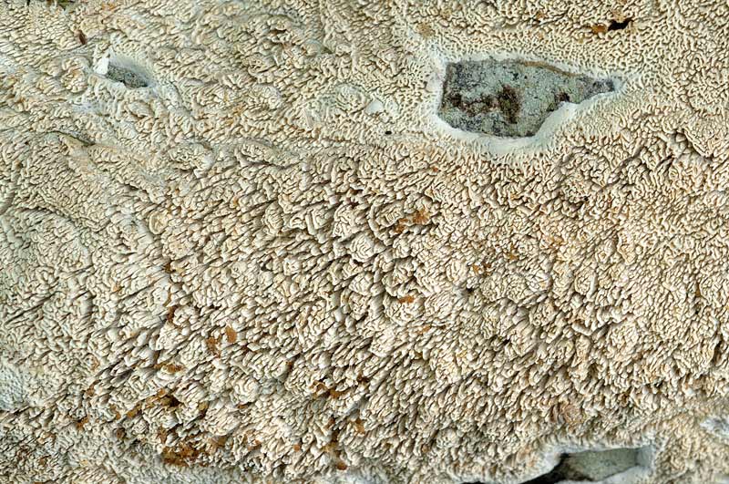 Credo ancora...Schizopora - foto 1101 (Schizopora paradoxa)