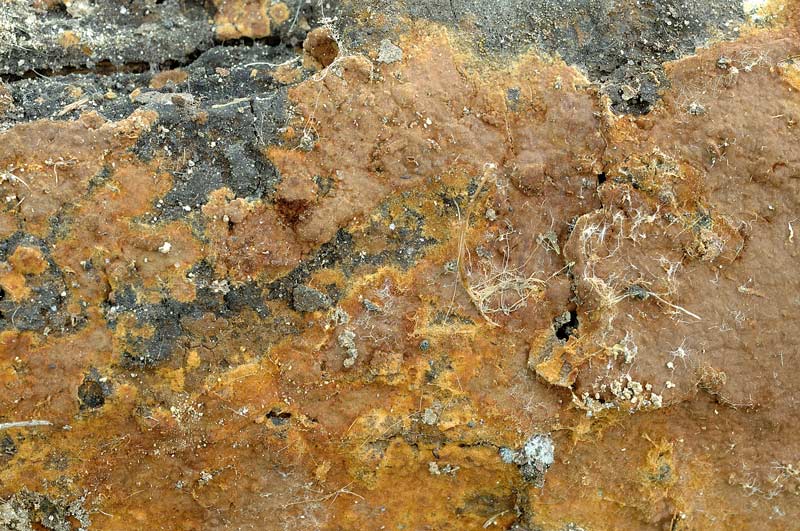 Crosta color cuoio - foto 1112 (Hymenochaete fuliginosa)