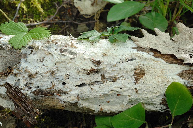 Crosta bianca - foto 1115 (Phanerochaete sordida)
