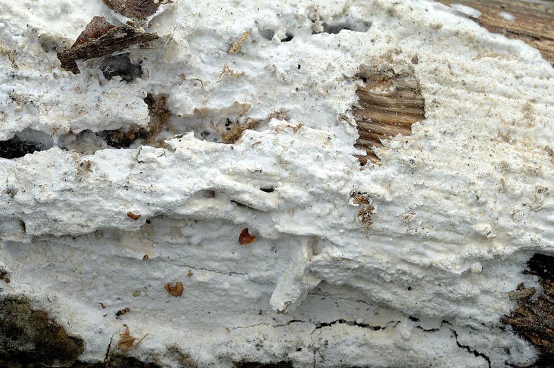 Crosta bianca - foto 1115 (Phanerochaete sordida)