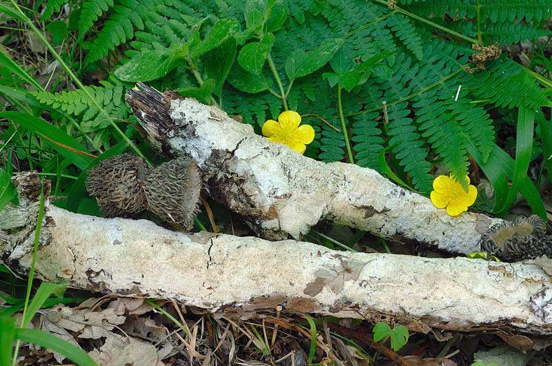 Crosta bianca su rametto - foto 1266 (Schizopora paradoxa)
