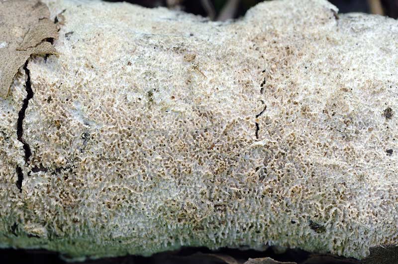Crosta bianca su rametto - foto 1266 (Schizopora paradoxa)
