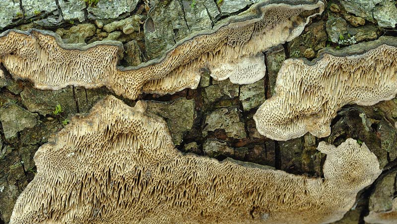 Lignicolo su olmo - foto 1304 (Datronia mollis)