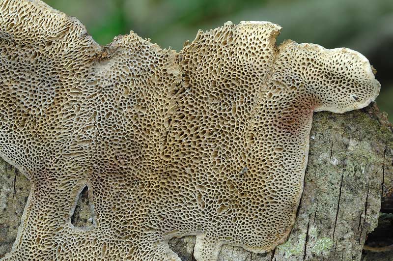 Lignicolo su olmo - foto 1304 (Datronia mollis)