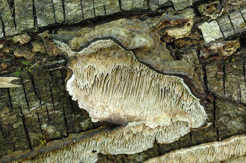 Lignicolo su olmo - foto 1304 (Datronia mollis)