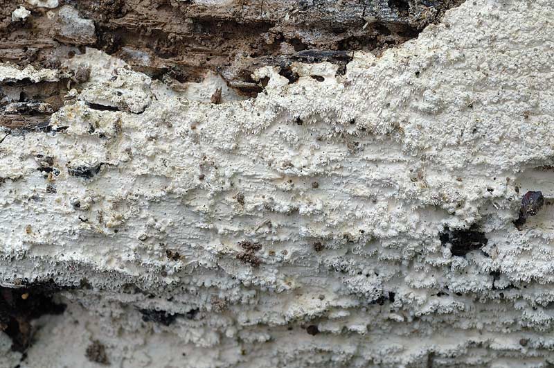 Altra crosta bianca - foto 1312 (Crustomyces subabruptus)