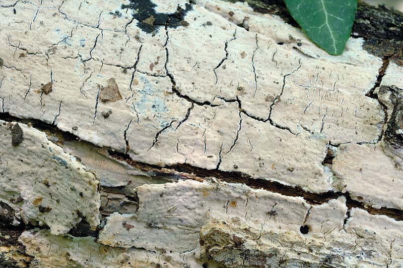 Crosta color panna - foto 1396 (Phlebiopsis ravenelii)