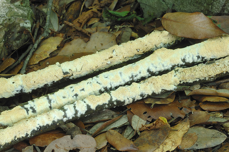 Crosta su leccio 1  - foto 2118 (Hyphodontia paradoxa)