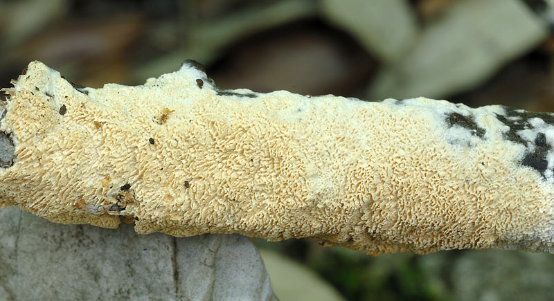 Crosta su leccio 1  - foto 2118 (Hyphodontia paradoxa)