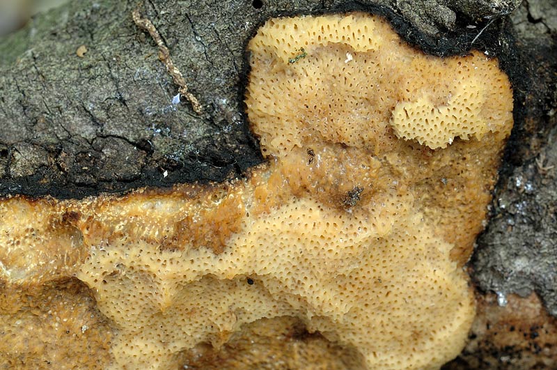 Crosta su leccio 2 - foto 2126 (Dichomitus campestris)