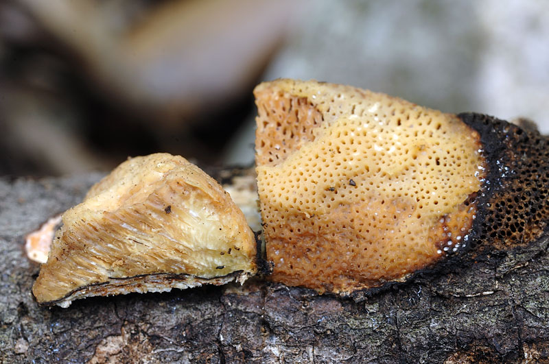 Crosta su leccio 2 - foto 2126 (Dichomitus campestris)