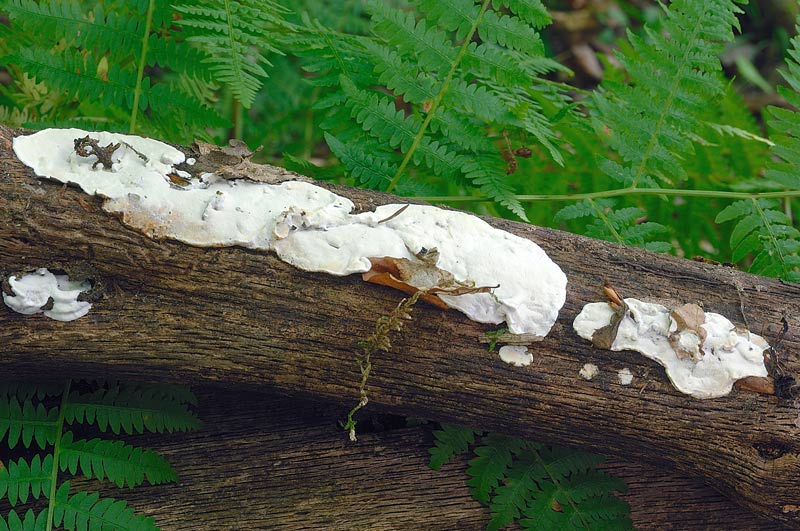 Crosta su quercia - foto 2397 (Skeletocutis nivea)