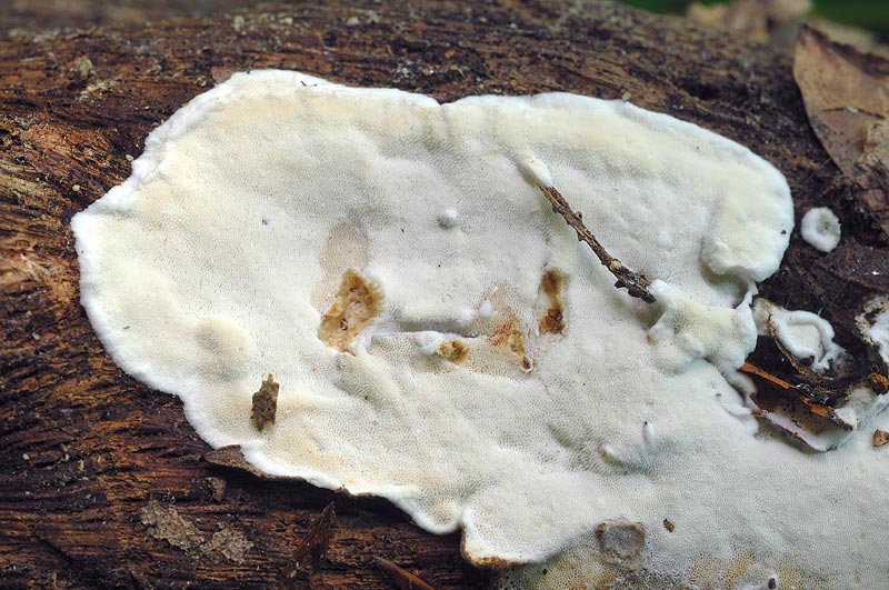 Crosta su quercia - foto 2397 (Skeletocutis nivea)