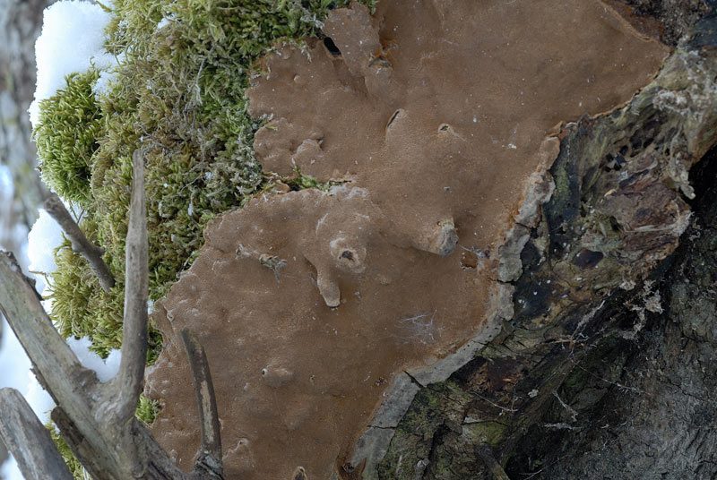 Forse un Phellinus? (Phellinus laevigatus)