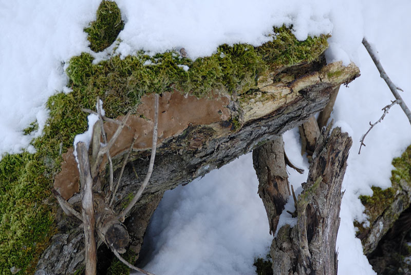 Forse un Phellinus? (Phellinus laevigatus)