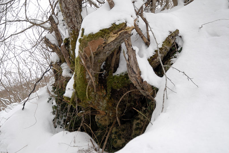 Forse un Phellinus? (Phellinus laevigatus)