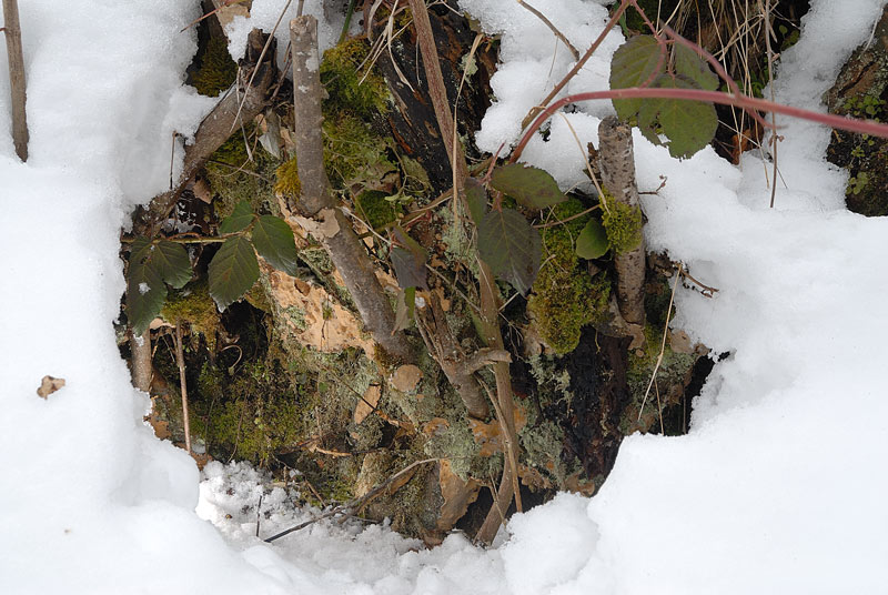 Crosticina arrossante - foto 2970 (Stereum rugosum)