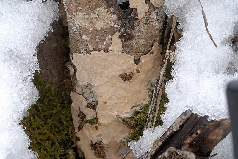 Crosticina arrossante - foto 2970 (Stereum rugosum)