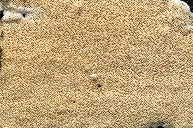 Crosta con pori - foto 3019 (Junghuhnia nitida)