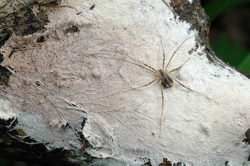 Crosta su acero - foto 3029 (Steccherinum fimbriatum)