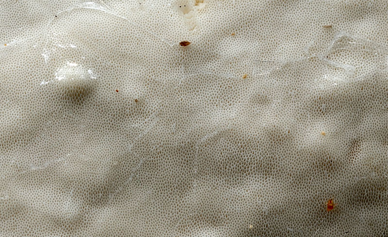 Crosta lucida su acero-foto 3039 (Skeletocutis nivea)