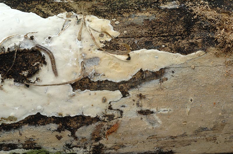 Crosta lucida su acero-foto 3039 (Skeletocutis nivea)