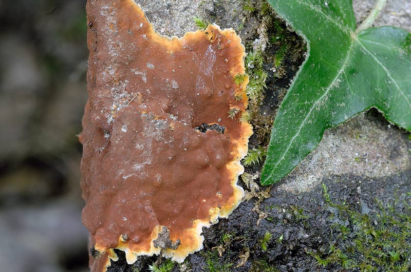 Bella crosta rossa - foto 3048 (Hypoxylon ticinense)