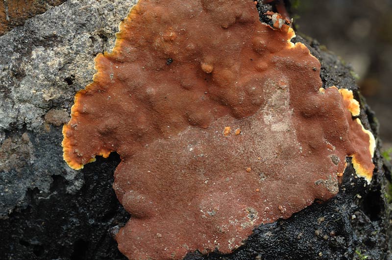 Bella crosta rossa - foto 3048 (Hypoxylon ticinense)