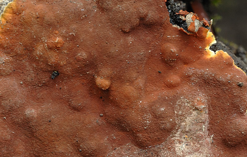 Bella crosta rossa - foto 3048 (Hypoxylon ticinense)