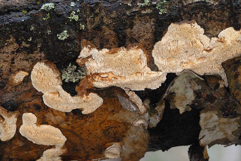 Un lignicolo da determinare - foto 3071 (Antrodia malicola)