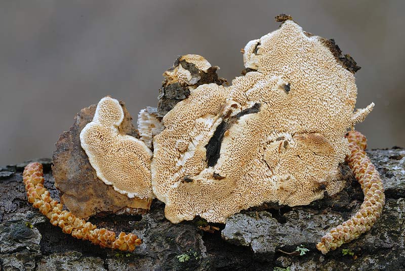 Un lignicolo da determinare - foto 3071 (Antrodia malicola)