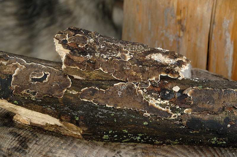 Crosta marrone su acero - foto 3087 (Porostereum spadiceum)