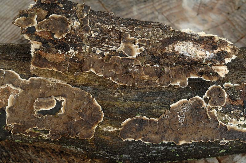 Crosta marrone su acero - foto 3087 (Porostereum spadiceum)
