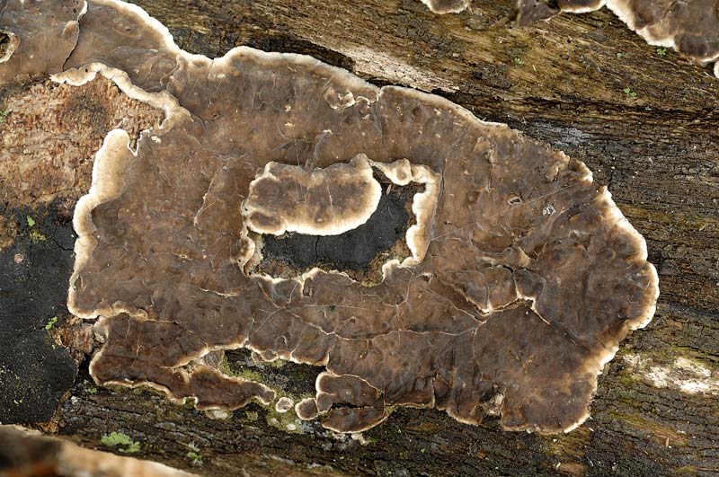Crosta marrone su acero - foto 3087 (Porostereum spadiceum)