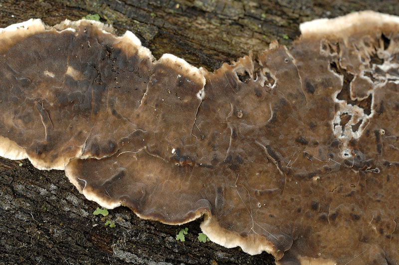 Crosta marrone su acero - foto 3087 (Porostereum spadiceum)