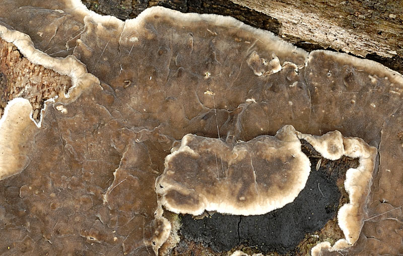Crosta marrone su acero - foto 3087 (Porostereum spadiceum)