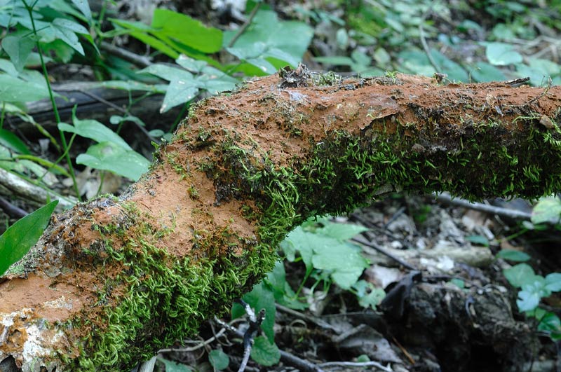 Crosta marrone su quercia-foto 3174(Hymenochaete fuliginosa)