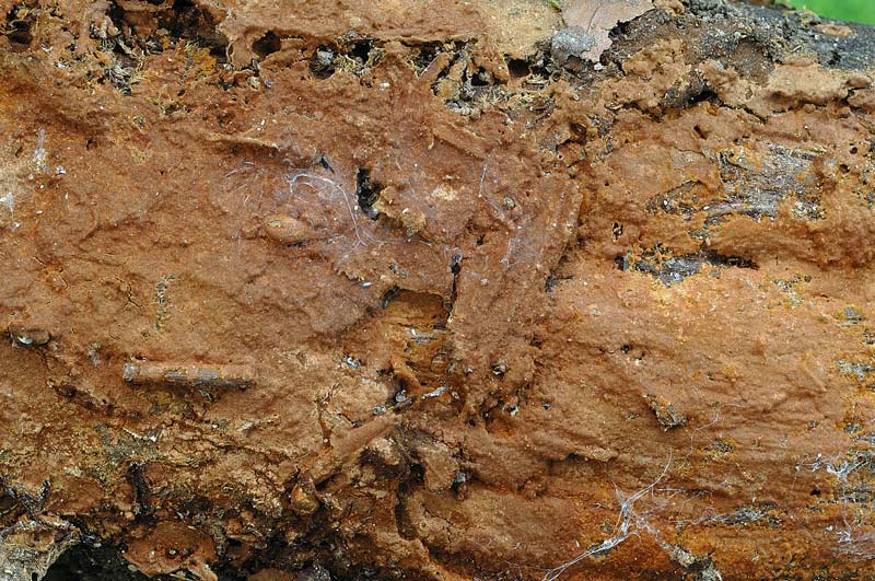 Crosta marrone su quercia-foto 3174(Hymenochaete fuliginosa)
