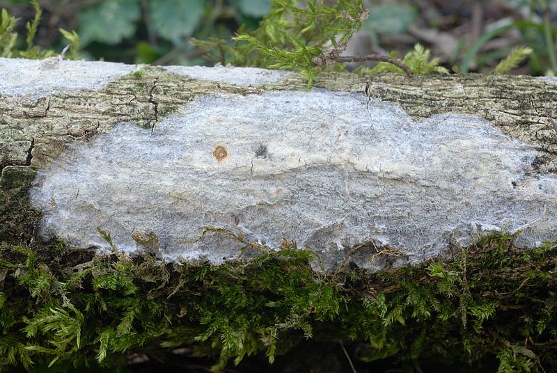 Una crosta da determinare-foto3355 (Hyphodermella corrugata)