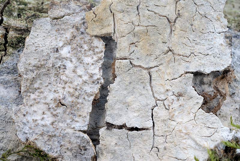 Una crosta da determinare-foto3355 (Hyphodermella corrugata)