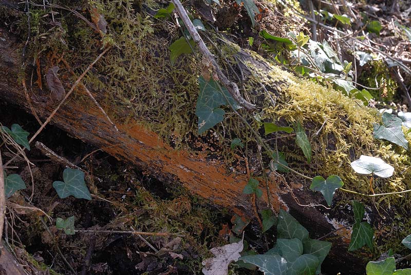 Forse nemmeno una crosta - foto 3364 (Haplotrichum aureum)