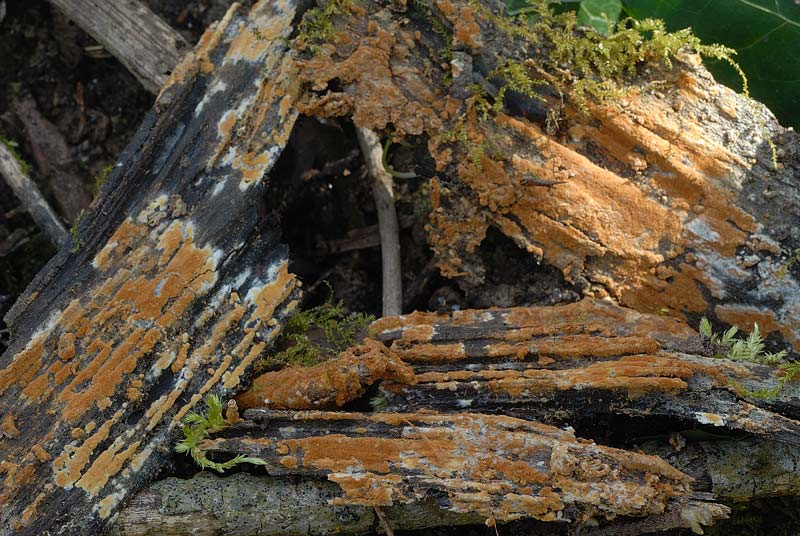 Forse nemmeno una crosta - foto 3364 (Haplotrichum aureum)