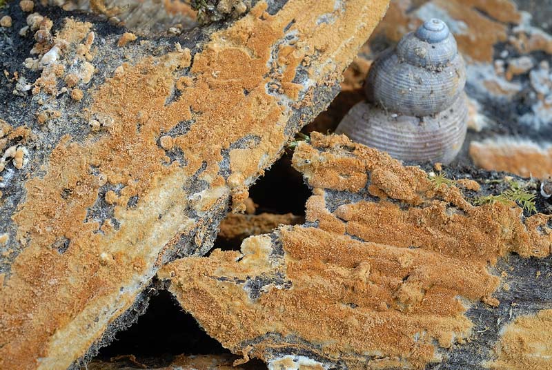 Forse nemmeno una crosta - foto 3364 (Haplotrichum aureum)