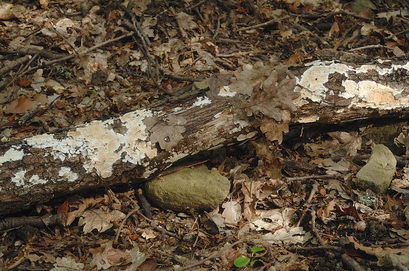 ForseSteccherinum straminellum-f3409(Steccherinum ochraceum)