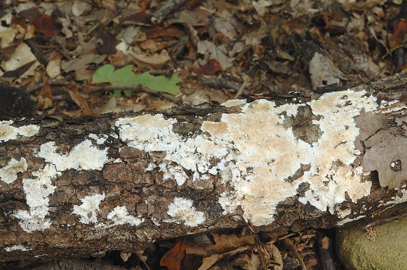 ForseSteccherinum straminellum-f3409(Steccherinum ochraceum)